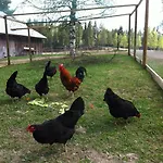 Purola Farm